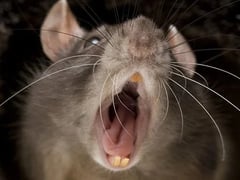 Đọc nhanh bài viết 1027406