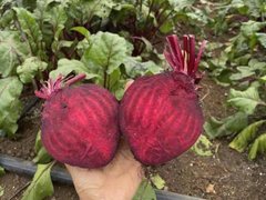 Đọc nhanh bài viết 1028977