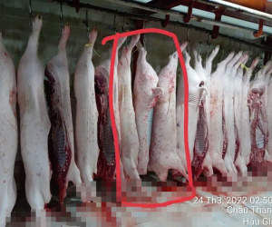 Vì sao không khởi tố vụ C.P. Việt Nam bị tố bán thịt heo bệnh?