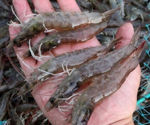 Có thừa tiền ra chợ thấy 5 kiểu tôm này cũng KHÔNG mua: Toàn là mầm bệnh!