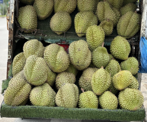 Lần đầu tiên trong 4 năm, dân thoải mái ăn sầu riêng với giá rẻ khó tin