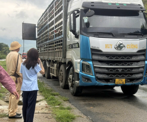 Phát hiện xe tải chở hàng trăm con lợn nhiễm Dịch tả lợn châu Phi đi qua Phú Thọ