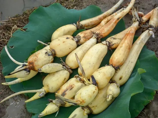 Ảnh bìa bài viết 1003177