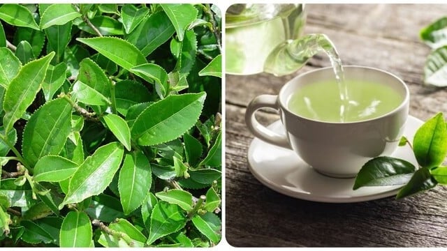 Ảnh bìa bài viết 1019784