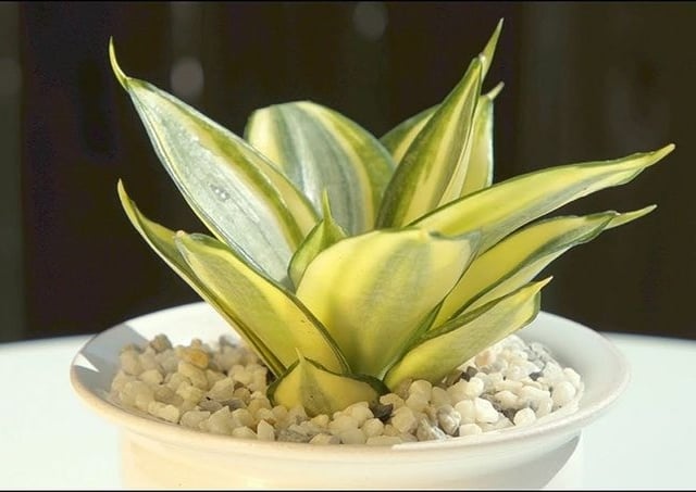 Đọc nhanh bài viết #1020323